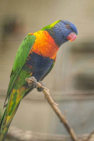 Lori Lindo Loro Colorido Arco Iris Sentado Una Jaula Zoológico — Foto de Stock