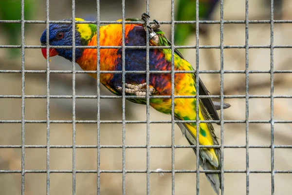 Bunter Papagei Regenbogen Namens Lorikeet Der Einem Käfig Einem Zoo — Stockfoto