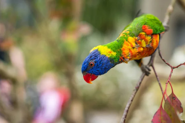 Bunter Papagei Regenbogen Namens Lorikeet Der Auf Einem Ast Eines — Stockfoto