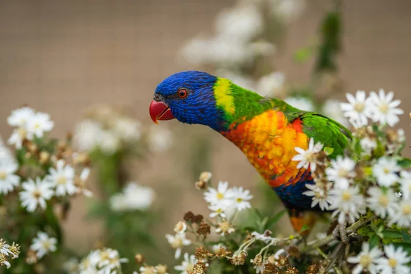 Perroquet Coloré Arc Ciel Appelé Lorikeet Assis Sur Branche Arbre — Photo