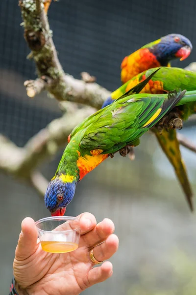 Homme Nourrissant Nectar Sucré Perroquet Coloré Appelé Lorikeet Assis Sur — Photo