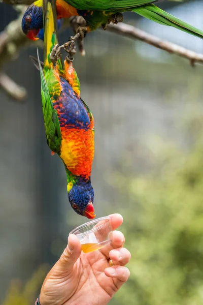 Homme Nourrissant Nectar Sucré Perroquet Coloré Appelé Lorikeet Assis Sur — Photo
