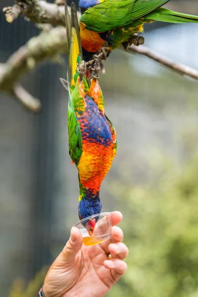 Man Utfodra Söt Nektar Färgstark Papegoja Rainbow Lorikeet Sitter Grenen — Stockfoto