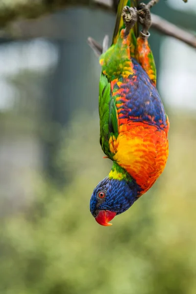 Bunter Papagei Regenbogen Namens Lorikeet Der Zoo Kopfüber Vom Ast — Stockfoto