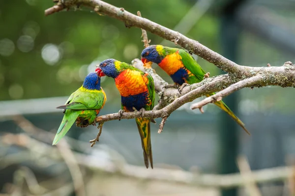 Bunte Regenbogenpapageien Namens Lorikeet Sitzen Auf Dem Ast Einem Käfig — Stockfoto