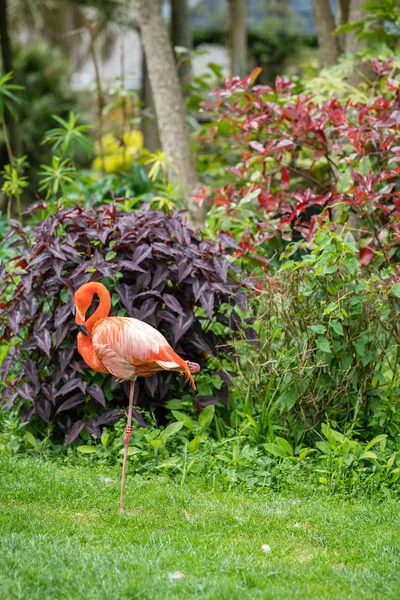 Красивый Розовый Карибский Фламинго Варящийся Траве Зоопарке — стоковое фото