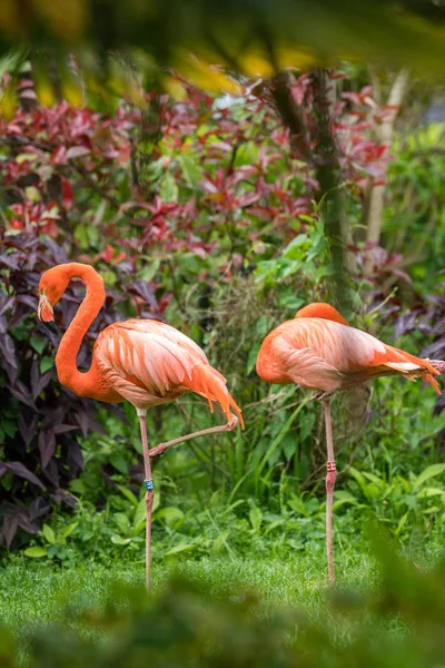 Beautiful Pink Caribbean Flamingos Wading Grass Zoo — Stock Photo, Image