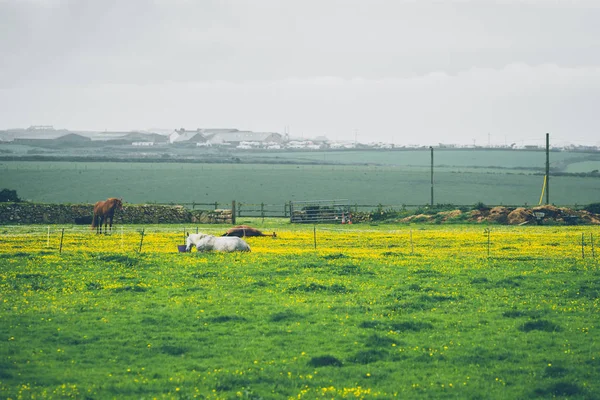 Αγελάδες Τομέα Και Της Υπαίθρου Στην Ύπαιθρο Της Κορνουάλης Κορνουάλλη — Φωτογραφία Αρχείου