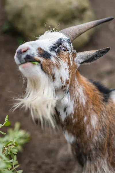 Close Goat Eating Green Leaves Shrub Farm England — Stock Photo, Image