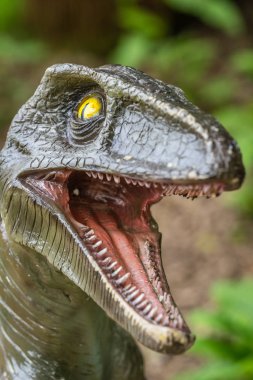 Bir Velociraptor dinozor heykel açık ağzı keskin dişleri