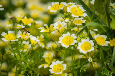 Bir arı polen sarı çiçekler baharda toplama makro çekim