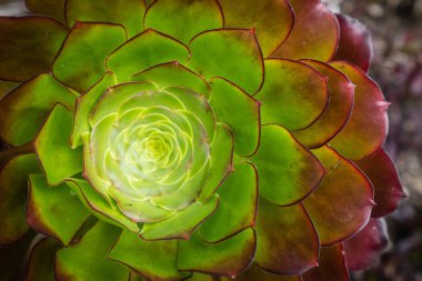 Bir Aeonium etli bitki üzerinde St Michaels Mount Cornwall, İngiltere'de tropikal teraslı bahçelerde fotoğraflandı closeup