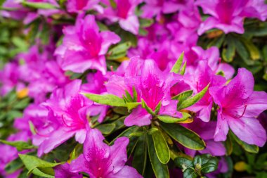 Güzel çiçek pembe ormangülü çiçek bahçesinde Bahar