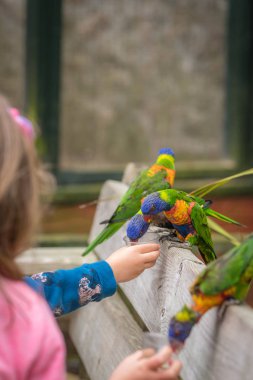 Gökkuşağı Lorikeets denilen küçük erkek ve kız için renkli tatlı nektar besleme papağan