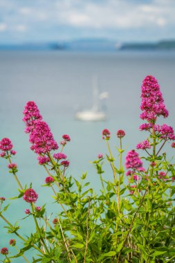 Ufuk Körfezi ve plaj St. Ives, Cornwall, İngiltere, Avrupa'nın önünde pembe çiçekler
