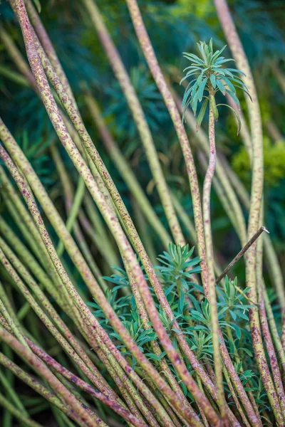 Baharda Bir Kenar Mahalle Parkında Büyüyen Küçük Tropik Bitkilerin Sap — Stok fotoğraf