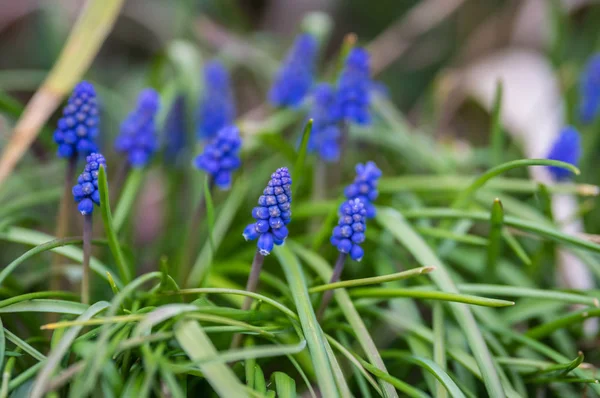 Küçük Küçük Kırılgan Sümbül Parkta Bahar Çiçekleri — Stok fotoğraf