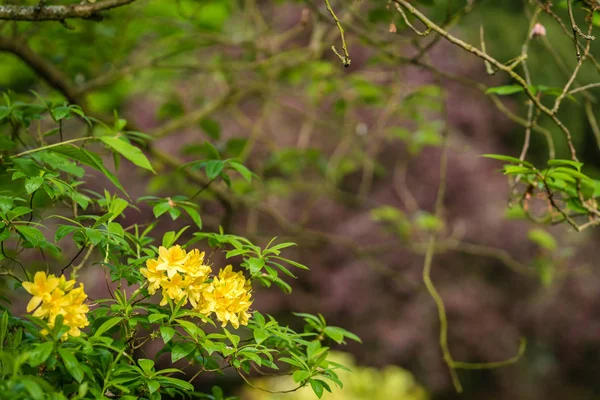 Gula Azalea Blommor Grenarna Ett Träd Som Blommar Våren — Stockfoto