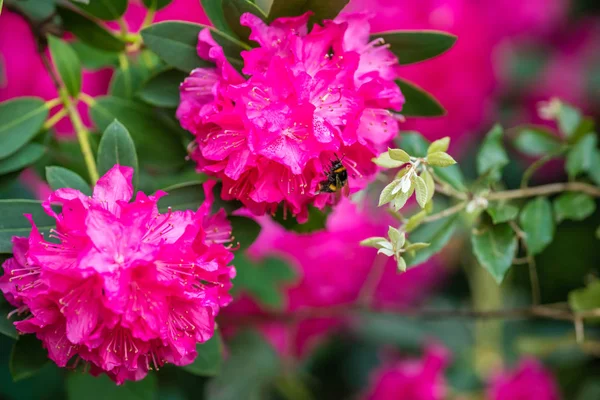 Beautiful Blooming Pink Rhododendron Flowers Garden Spring — Stock Photo, Image