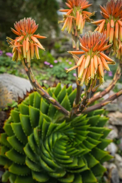 Aloe Polyphylla Kwiat Kwitnący Ogrodach Michaels Mount Cornwall Wielka Brytania — Zdjęcie stockowe