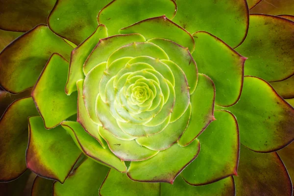 Close Uma Planta Suculenta Aeonium Fotografada Nos Jardins Tropicais Terraços — Fotografia de Stock