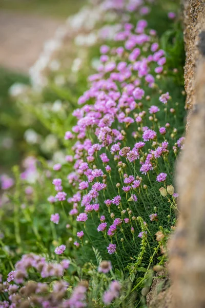 Cornish flower called Pink sea thrift growing on a rock outcrop, Lands End, Cornwall, UK