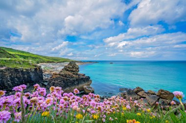 St. Ives, Cornwall, İngiltere, İngiltere'de çekici güzel kıyısında deniz tasarruf çiçek pembe