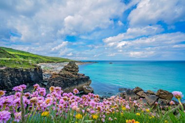 Pink sea thrift flowers on the stunningly beautiful coast in St. Ives, Cornwall, England, UK clipart
