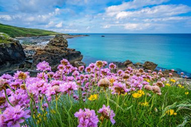 St. Ives, Cornwall, İngiltere, İngiltere'de çekici güzel kıyısında deniz tasarruf çiçek pembe