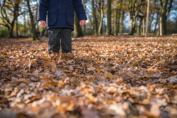 Junge Steht Herbst Tief Laub Wald — Stockfoto