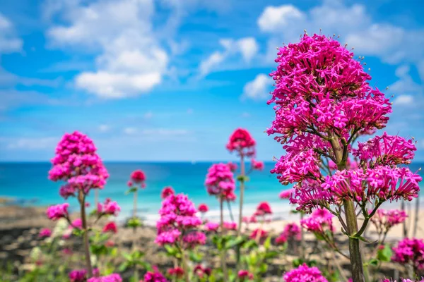 Flores Rosadas Que Crecen Por Encima Ives Premier Golden Porthmeor — Foto de Stock