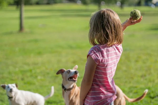 一个年轻的高加索女孩的肖像站在公园里 拿着小网球扔狗追逐 — 图库照片