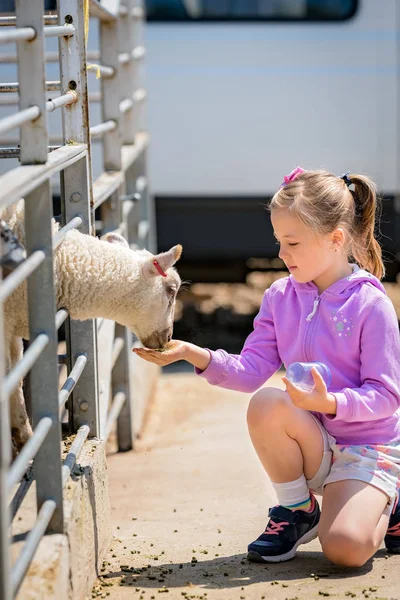 Petite Fille Caucasienne Mignonne Nourrissant Des Moutons Ferme Dans Kent — Photo