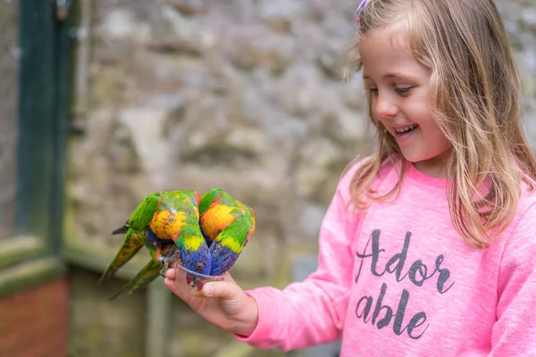 可爱的年轻白种女孩喂养甜美的花蜜给五颜六色的鹦鹉彩虹叫 Lorikeets — 图库照片