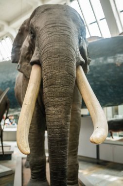 Londra, İngiltere - Temmuz 2018: Büyük fil heykel içinde Doğal Tarih Müzesi