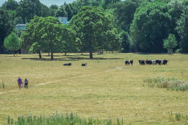 Londra Inghilterra Luglio 2018 Persone Che Camminano Sentiero Attraverso Campo — Foto Stock