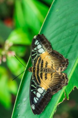 Üzerindeki yeşil yaprak bir botanik bahçesinde oturan Güney Asya kesme makinesi (Parthenos Sylvia) kelebek