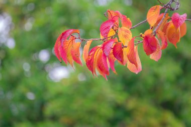 İlk kırmızı ve mor bir parkta bir sonbahar gününde bir ağaç dalına bırakır