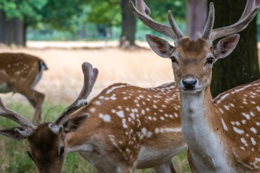 Aile yaz aylarında bir ormandaki benekli geyikler sürüsü