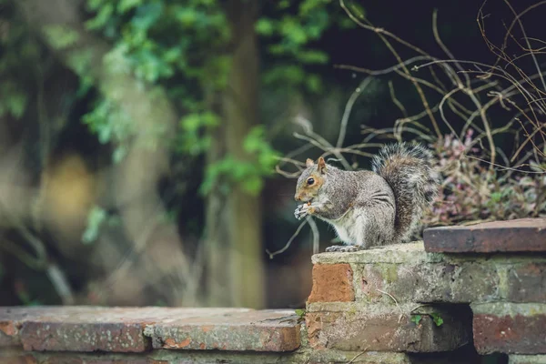 Fechar Esquilo Cinzento Sentado Uma Parede Tijolos Parque Comer Uma — Fotografia de Stock