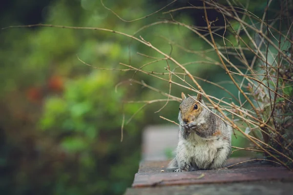 Fechar Esquilo Cinzento Sentado Uma Parede Tijolos Parque Comer Uma — Fotografia de Stock