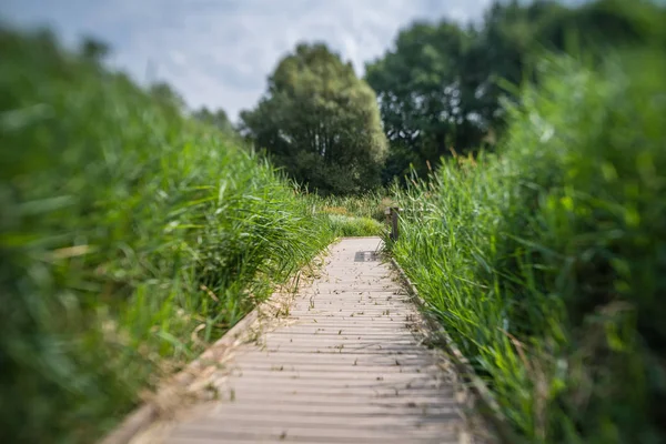 Långa Promenader Trä Plattform Genom Våtmarker Morden Hall Park Park — Stockfoto