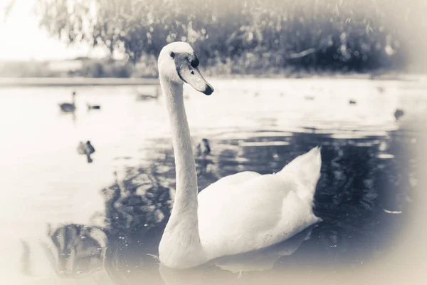 夏には湖で泳ぎホワイト スワン — ストック写真