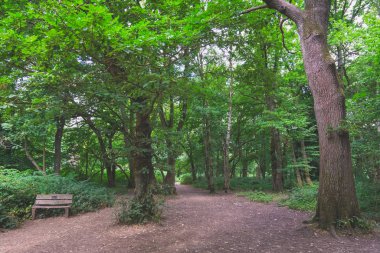 Banstead Surrey, İngiltere'de ormanda yol