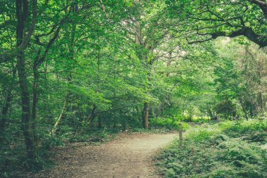 Banstead Surrey, İngiltere'de ormanda yol