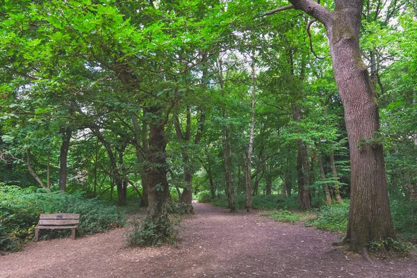 Banstead Surrey, İngiltere'de ormanda yol