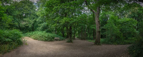 Panoramautsikt Över Vägen Genom Banstead Skogen Surrey England — Stockfoto