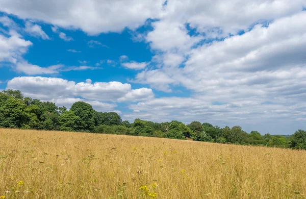 Kullar Gräsmark Och Träd Nära Banstead Skogen Surrey England — Stockfoto
