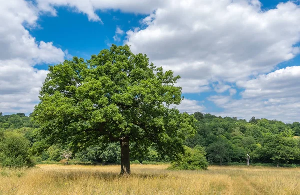 Büyük ağaç ve otlak yakınındaki ormanda Banstead Surrey, İngiltere