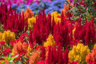 Richmond Park, Londra yakınındaki Teras bahçeleri renkli çiçekler bolluk